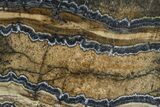 Mammoth Molar Slice With Case - South Carolina #377853-2